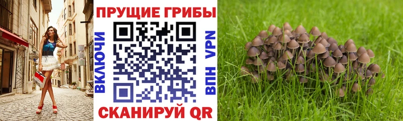 shop наркотические препараты  где продают   Луховицы  Псилоцибиновые грибы GOLDEN TEACHER 